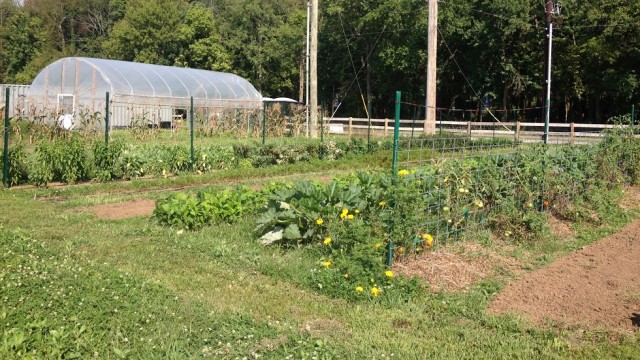 Lettuce turnip from head to (toma)toes