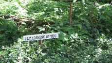 Kim Beck, NOTICE: A Flock of Signs, 2013. Commissioned by the Indianapolis Museum of Art © Kim Beck. Courtesy of the Indianapolis Museum of Art.