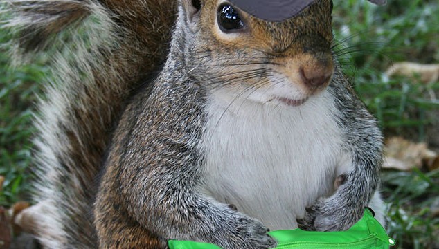 Creative photo contest: Pimp my squirrel