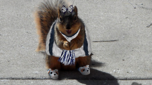 Stephanie Pan: Squirrel Contest Winner