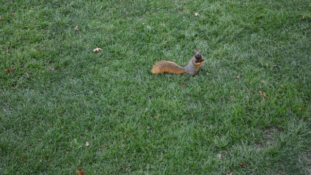 Which Butler University squirrel are you?