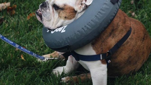 Trip tears ACL, expects to miss 8-10 weeks