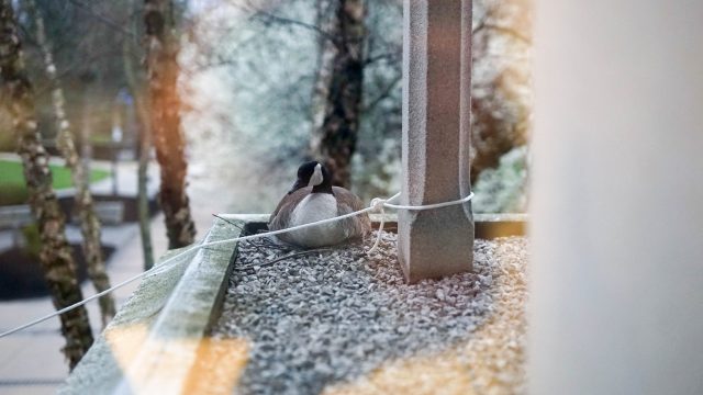 Mother goose makes Irwin Library ledge her home