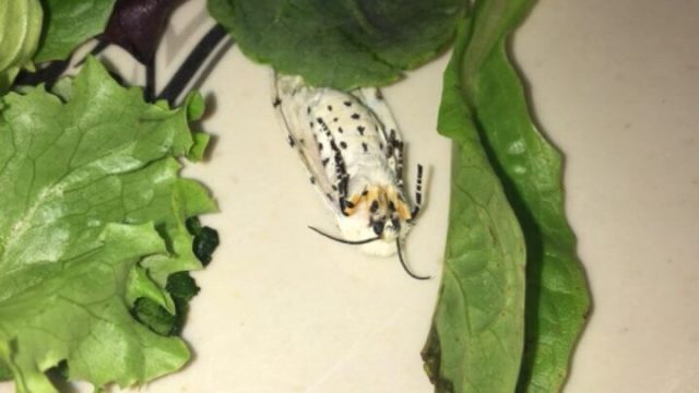 Butler announces changes to Atherton food process, menu options