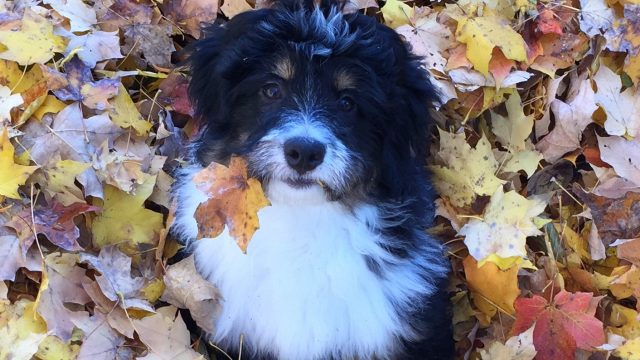 Meet Butler’s First Dawg: Daisy Danko