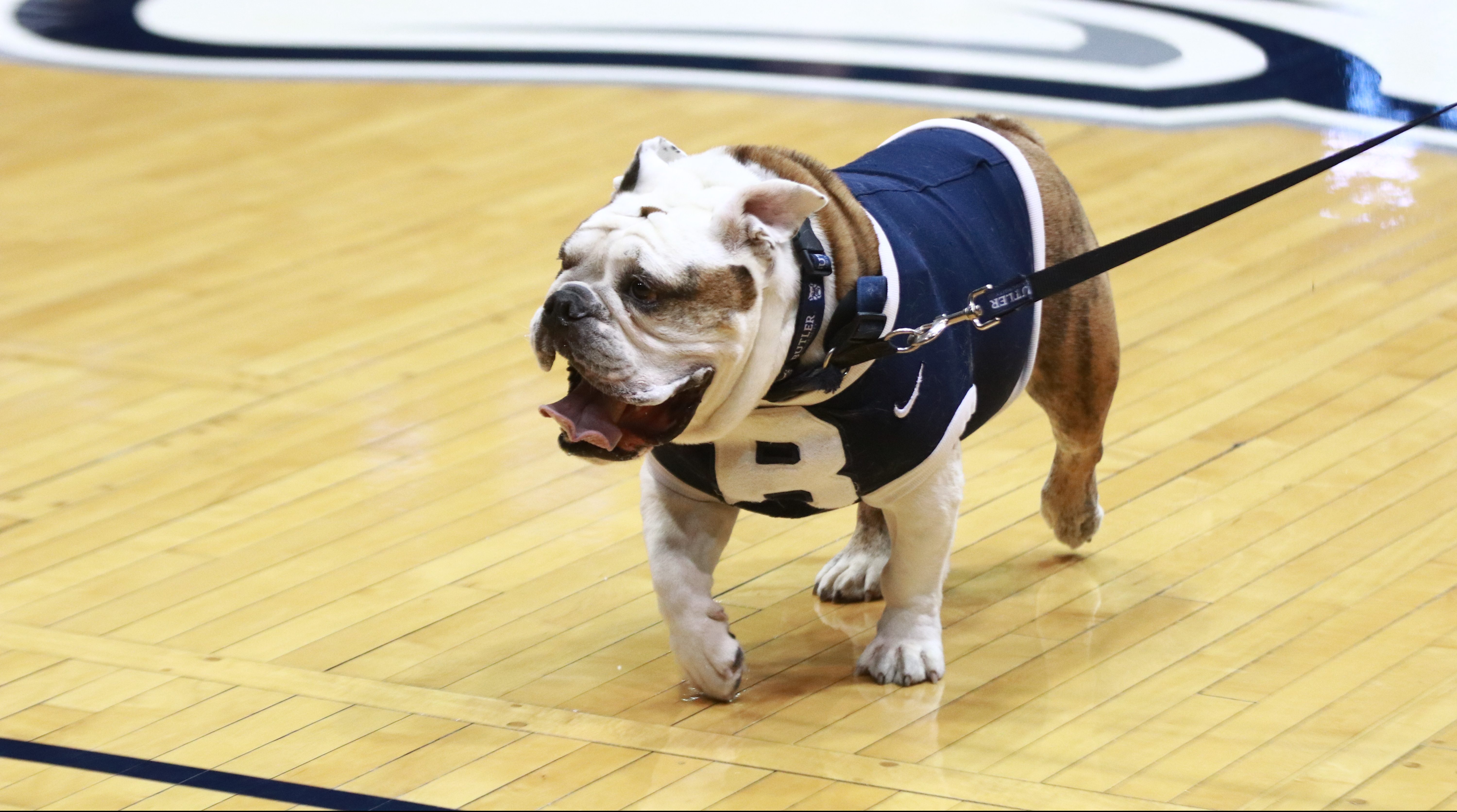 Butler Blue III to retire at end of school year | The Butler Collegian