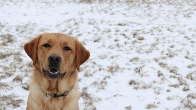 Volunteering for the Indiana Canine Assistant Network