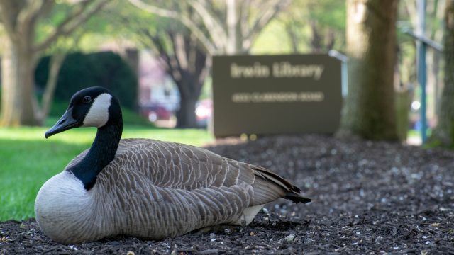Irwin Library reclaimed as “Goose Territory”