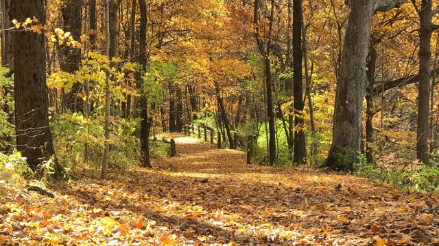 Fall activities and events in Indy