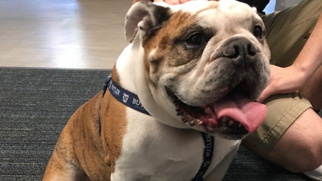 Butler Blue III is in the deep end