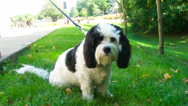 Therapy dog joins Butler HRC Counseling and Consultation Services staff
