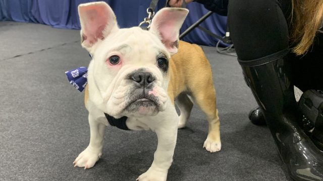 Dawgs with Style: Homecoming edition