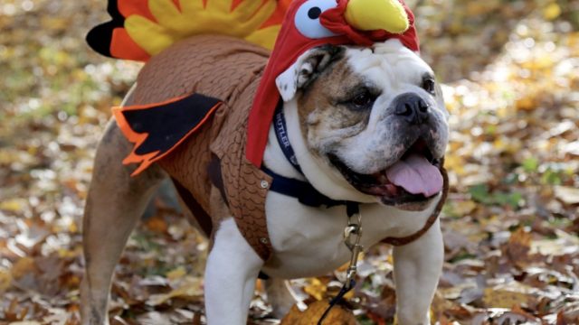 Last-minute Halloween costume ideas