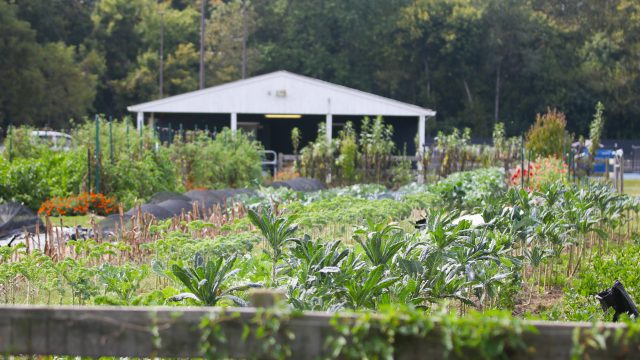 Butler’s CUE Farm stand affected by Connection death