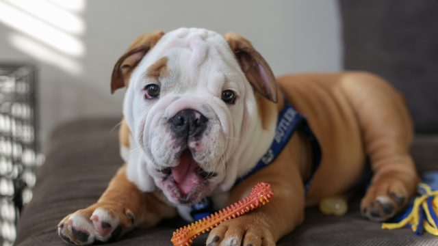 Butler Blue IV student reactions