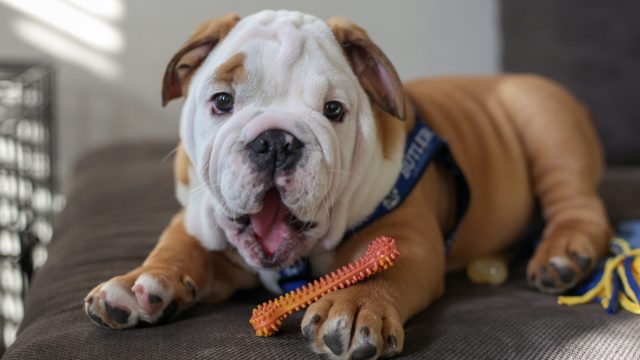 Butler University debuts next official live mascot, Blue IV