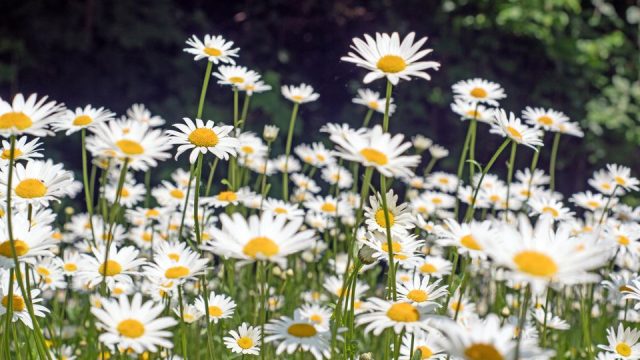 Letter to the editor: family of car crash victim expresses thanks