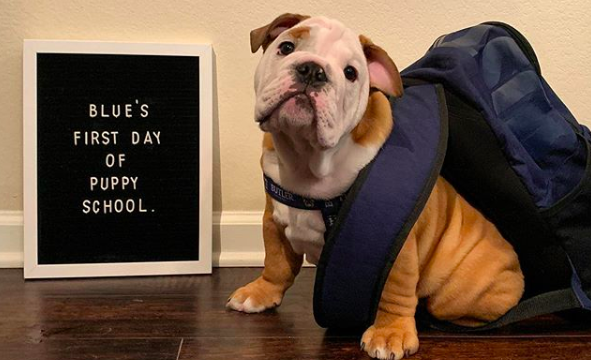 Blue begins puppy training, mascot training to come