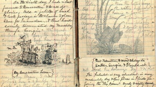 Dear quarantine journal