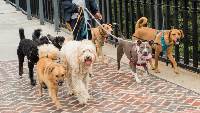 Top five quarantine side hustles: COVID and college approved