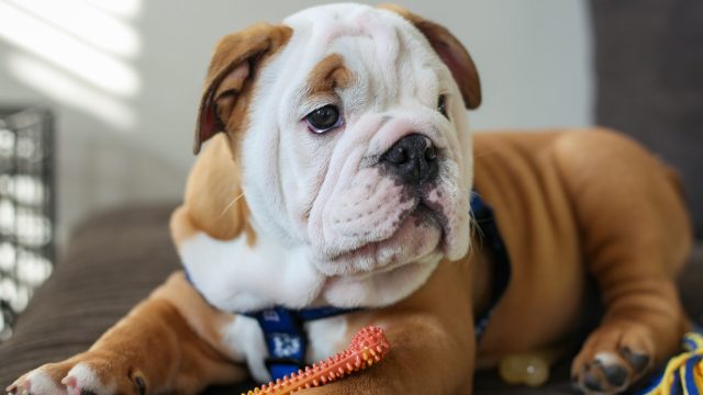 Guidelines for students meeting Blue this semester