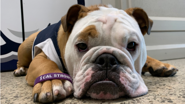 Team Cal Ormanovich strong