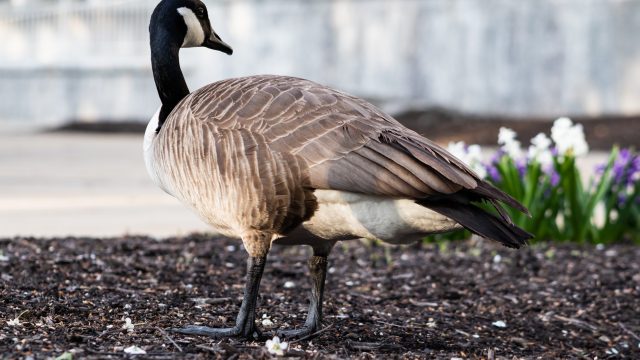 A Q&A with the Irwin goose