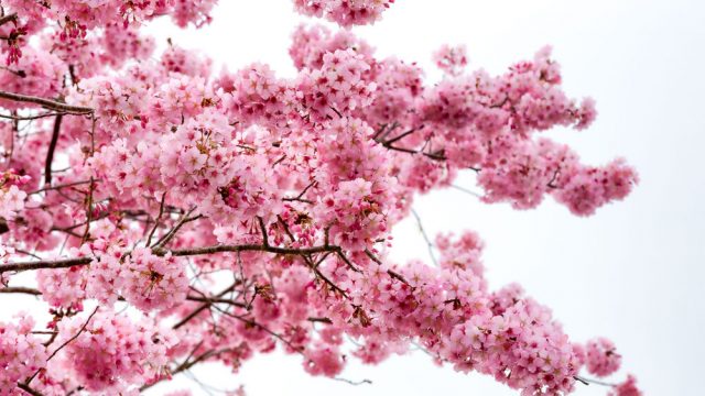 Celebrate International Haiku Day with The Butler Collegian