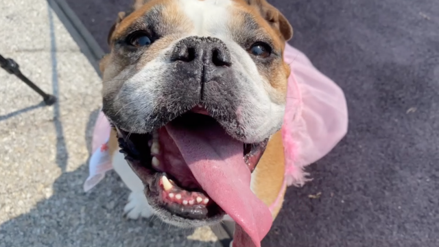 Bulldog Beauty Contest 2021