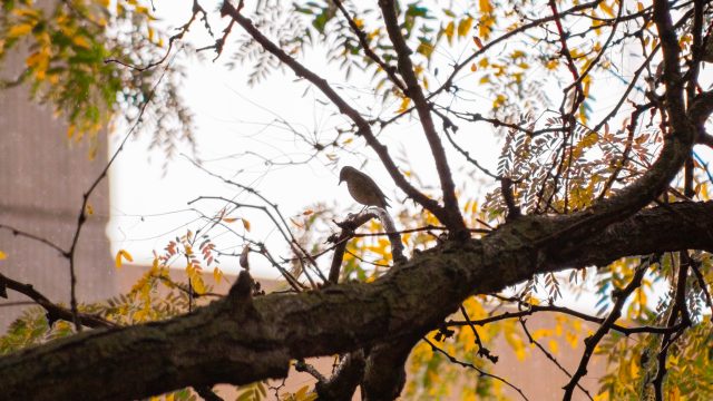 Birds are dying on Butler’s campus