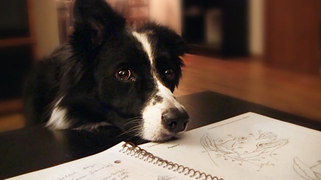 Pets in college? Bad.