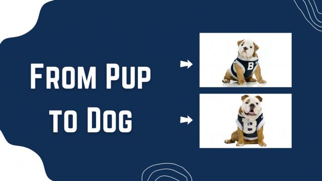 Pup to Dog: Episode 1