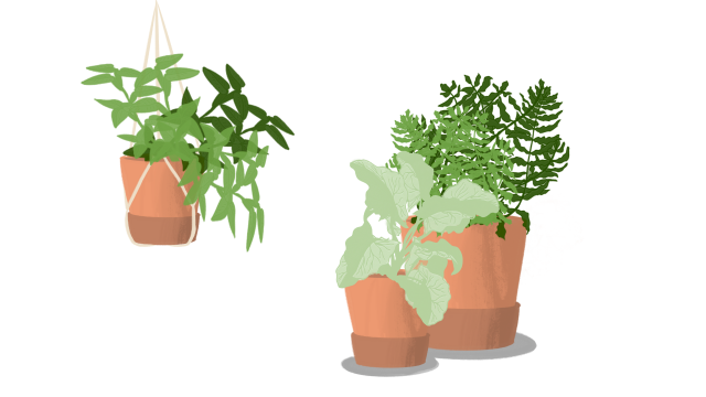 Plant Parenthood in college