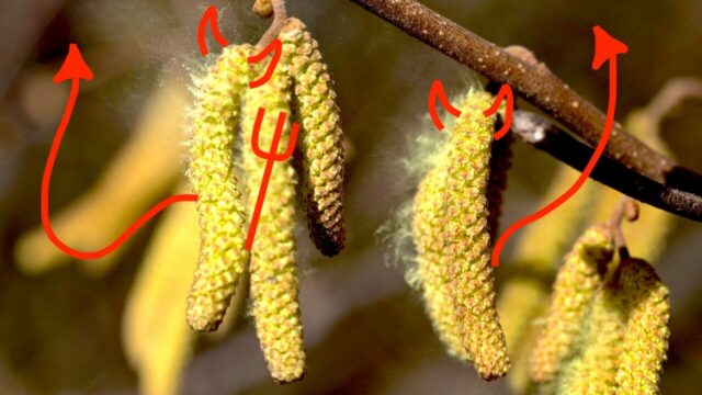 Seasonal allergies or natural selection?