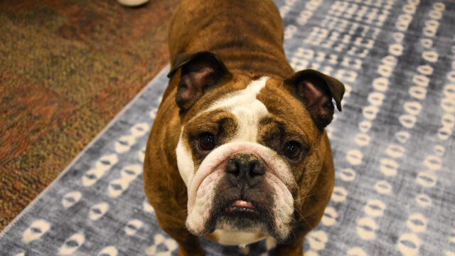CCS introduces new therapy dog, Bella the bulldog