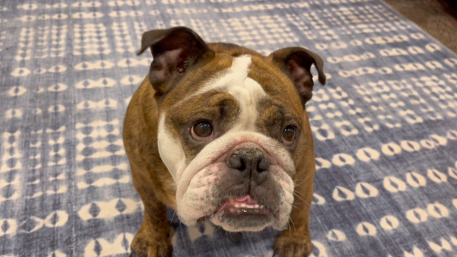 New therapy dog comes to campus