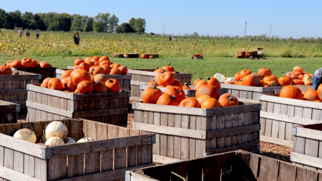 Jump into fun fall festivities in the Indianapolis area