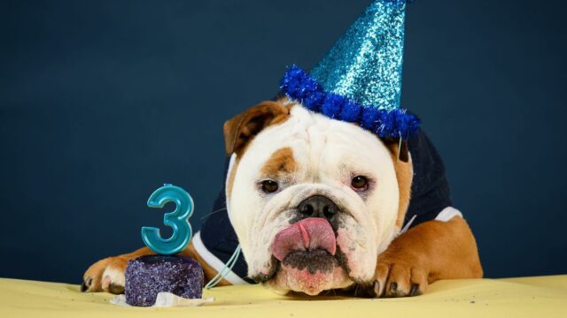 Happy birthday to you, happy birthday at BU