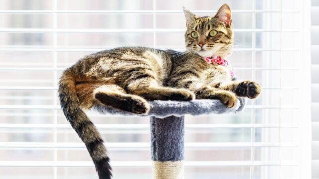 Furry friends on campus: Living with animals in residence halls