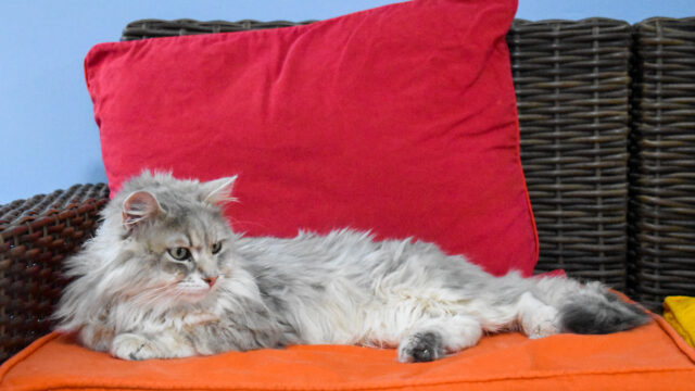 What’s all the meow about: Local cat cafe offers stress relief to Butler students