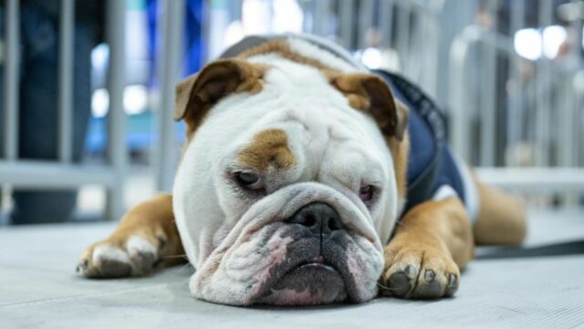 Blue IV stays paw-sitive while recovering from surgery