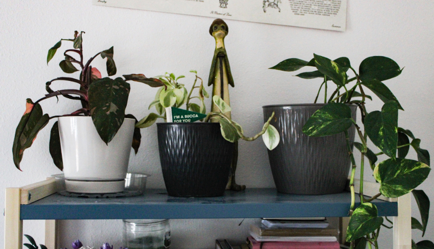 How to be a plant parent as a college student