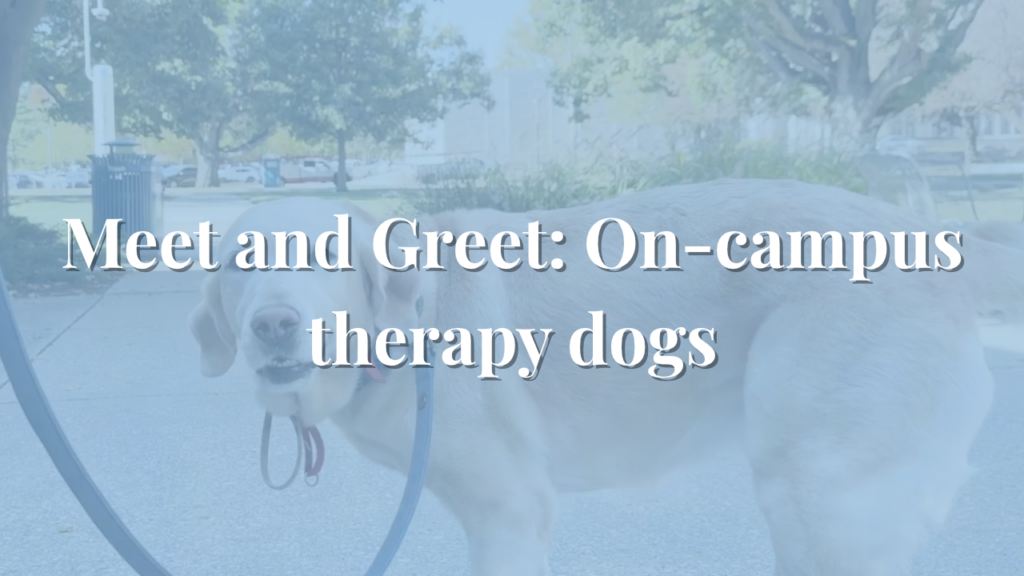 Meet and Greet: On-campus therapy dogs